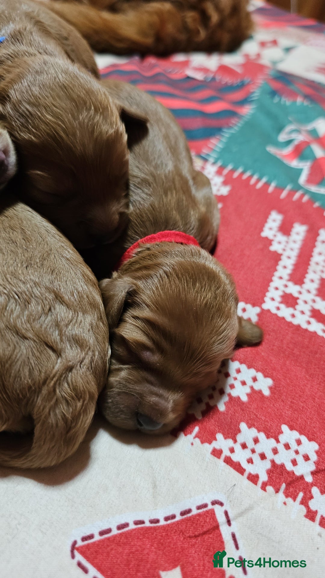 Cavapoo dogs for sale: Dashing Cavapoo Puppies  - Advert 22