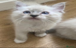 Ragdoll cats for sale: Stunning ragdoll kittens - Image 9