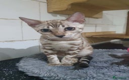 Bengal cats for sale: 🔥✨Pedigree TICA-Registered Bengals - Image 37