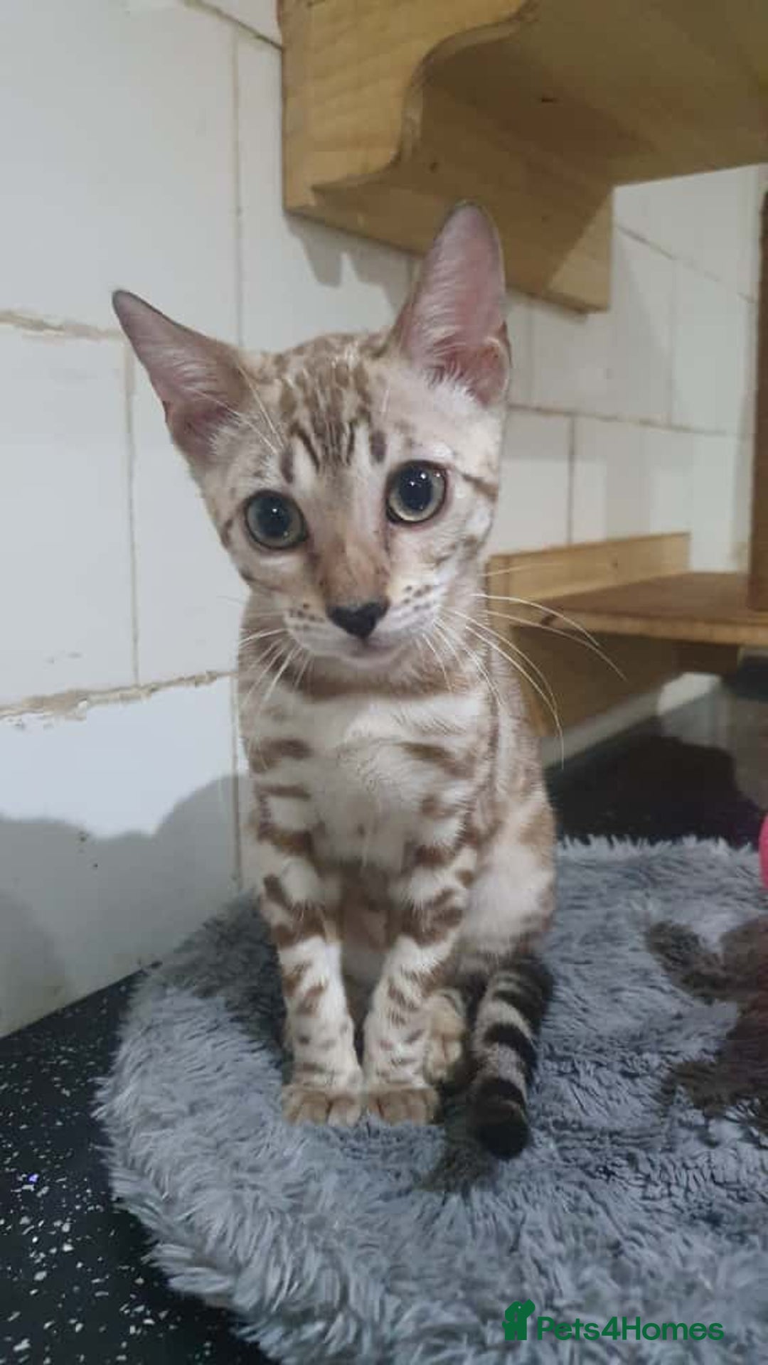 Bengal cats for sale: 🔥✨Pedigree TICA-Registered Bengals - Image 37