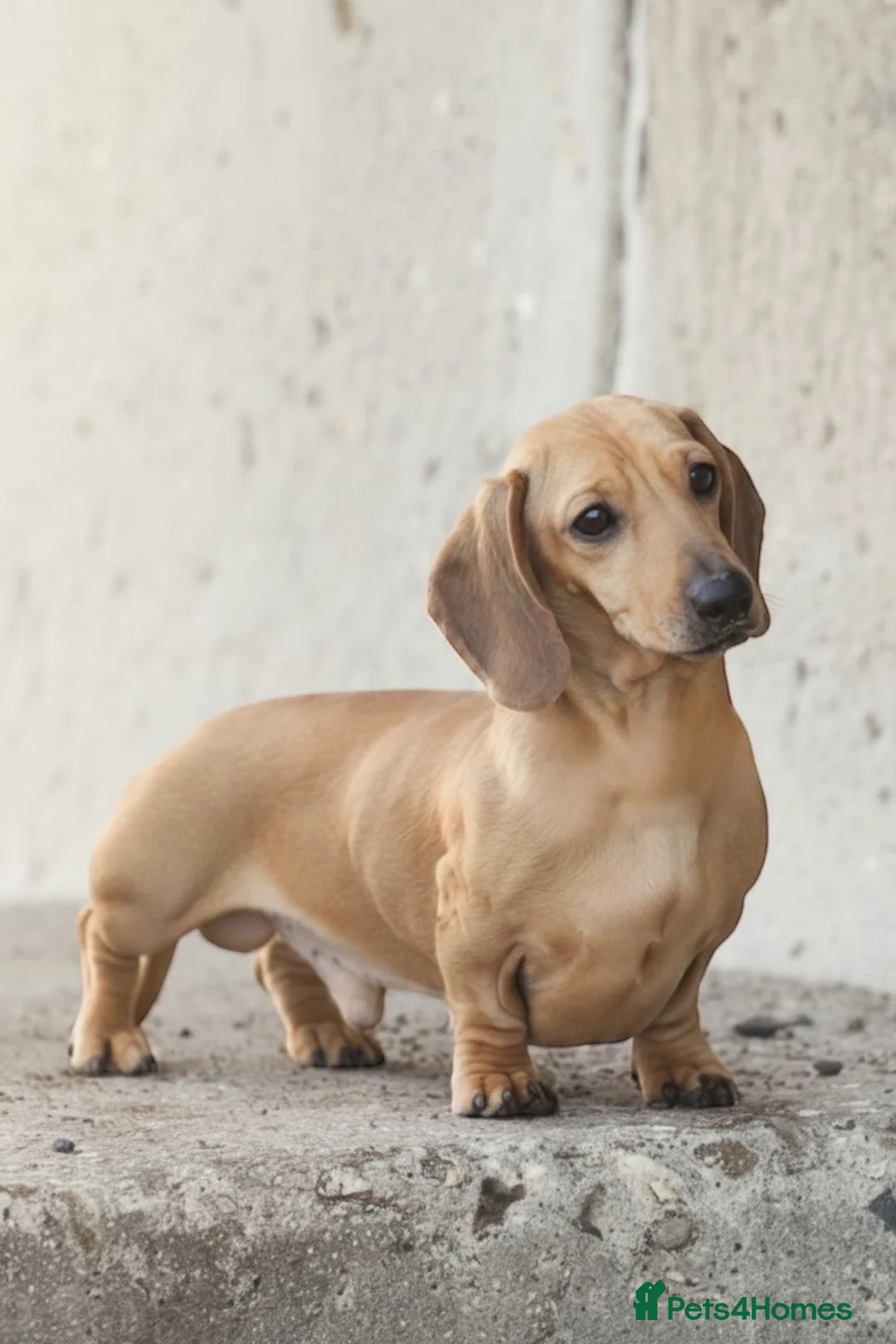 Miniature Dachshund dogs for stud: Kc reg pra clear fawn mini smooth.  - Advert 2