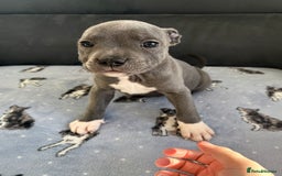 Staffordshire Bull Terrier dogs for sale: KC Registered Staffordshire Bull Terrier Puppies - Image 9