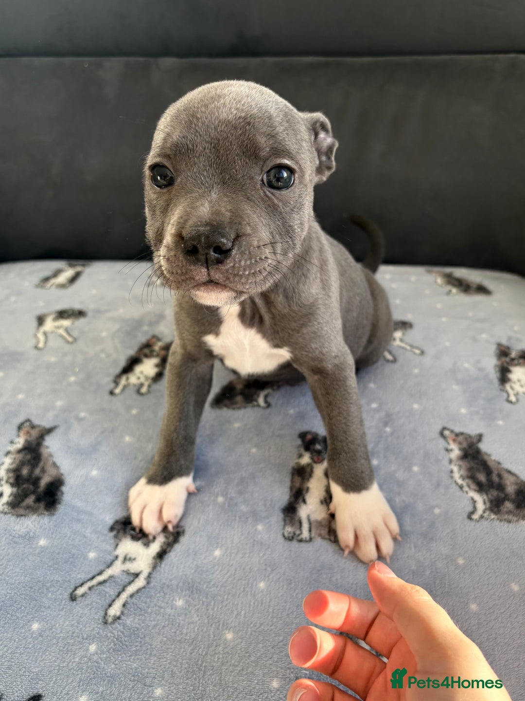 Staffordshire Bull Terrier dogs for sale: KC Registered Staffordshire Bull Terrier Puppies - Image 9