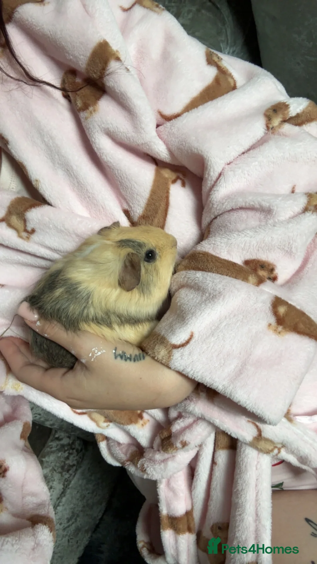 Guinea Pig rodents for sale: 2 Male baby Guinea pigs.  in Washington - Advert 3