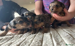 Jackapoo dogs for sale: 🐶🐾 F1 Minature Jackapoos 🐶🐾 - Image 4