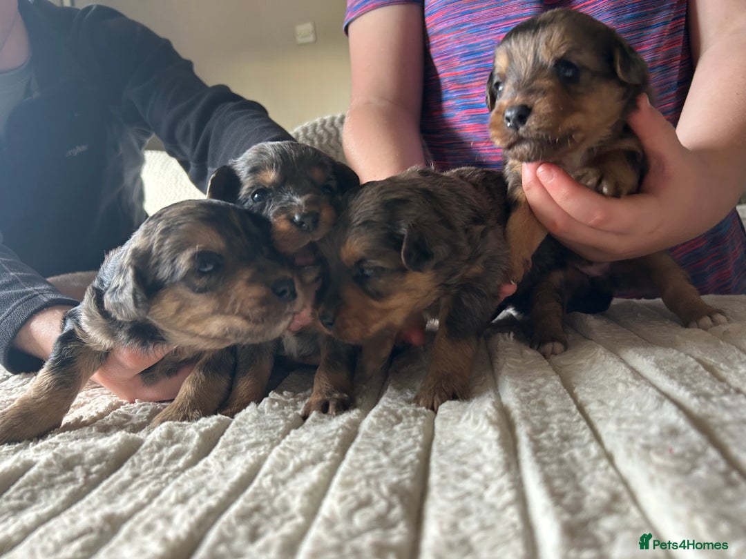 Jackapoo dogs for sale: 🐶🐾 F1 Minature Jackapoos 🐶🐾 - Image 4