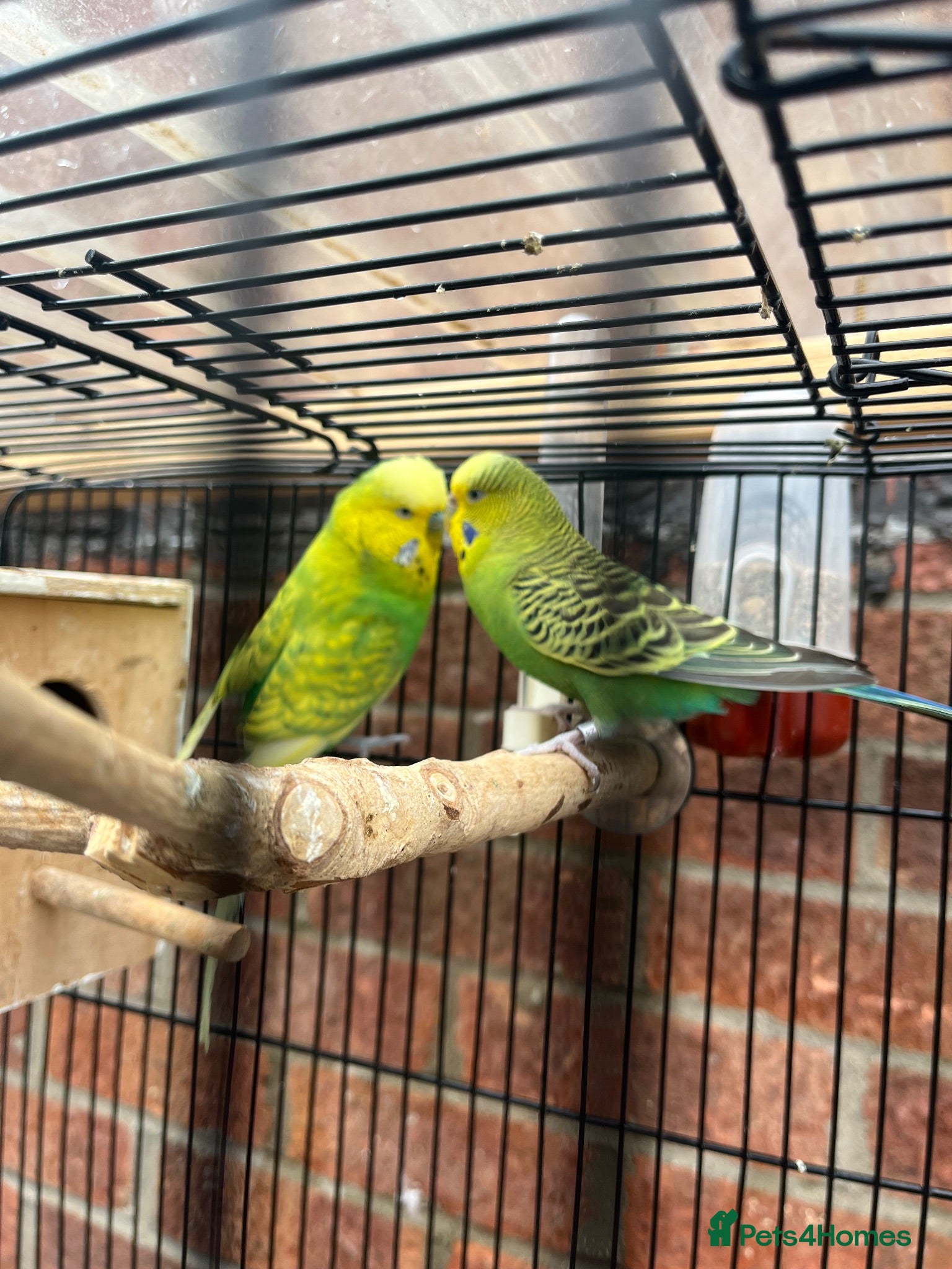 Budgerigars birds Pair of Budgies with the cage - Advert 2