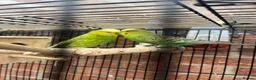 Budgerigars birds for sale: Pair of Budgies with the cage - Advert 1