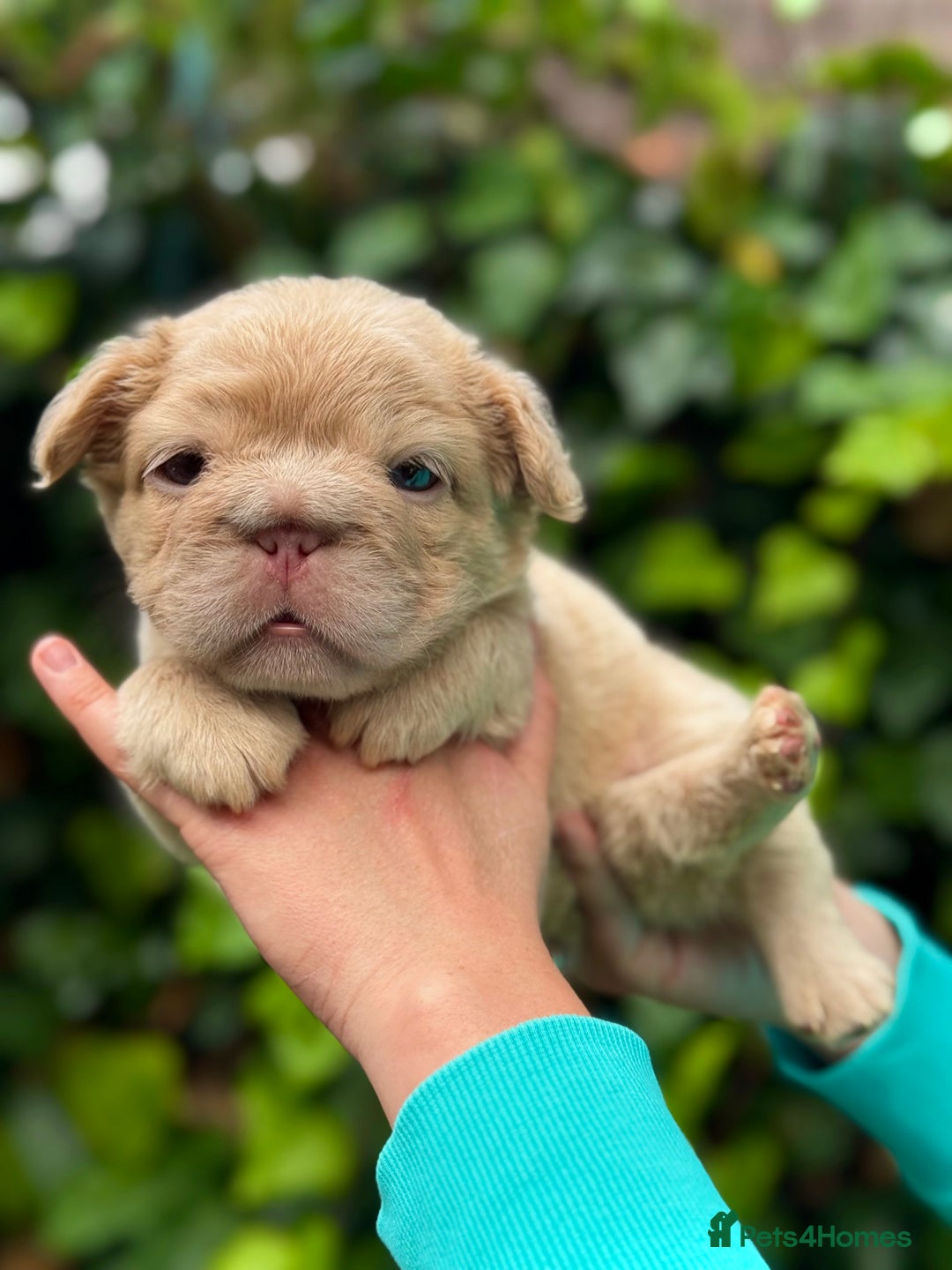 French Bulldog dogs for sale: Visual Fluffy 🧶 New Shade Frenchies 💎  - Image 7