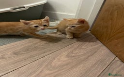 British Shorthair cats for sale: Male ginger and black kittens  - Image 4