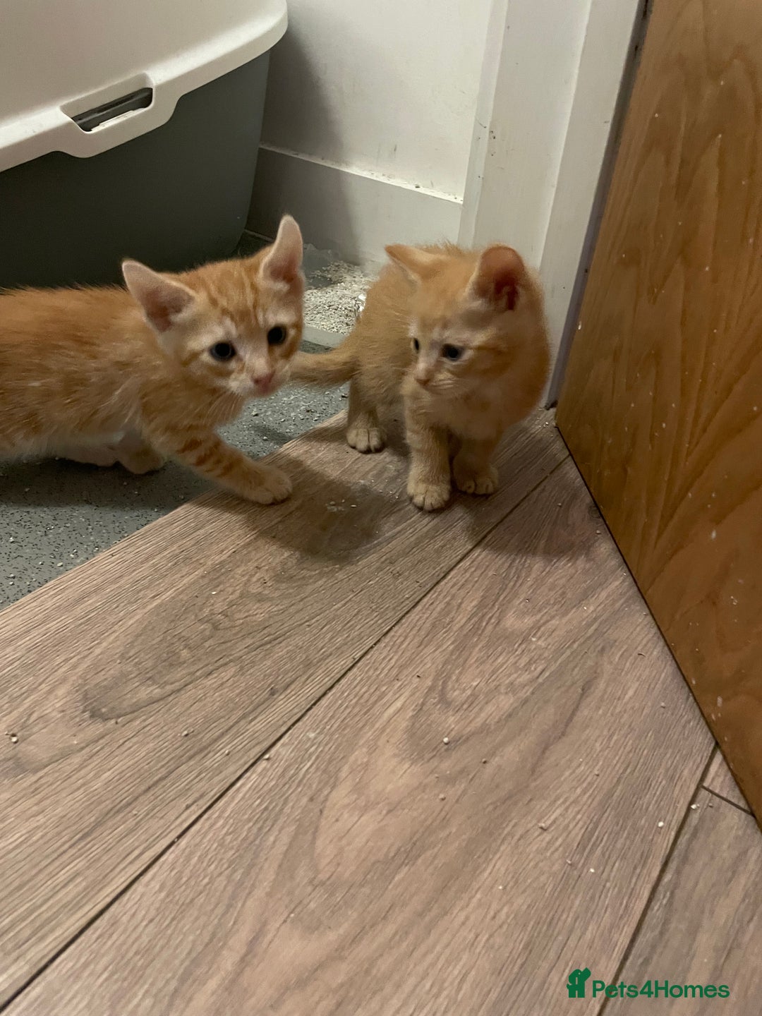 British Shorthair cats for sale: Male ginger and black kittens  - Image 4