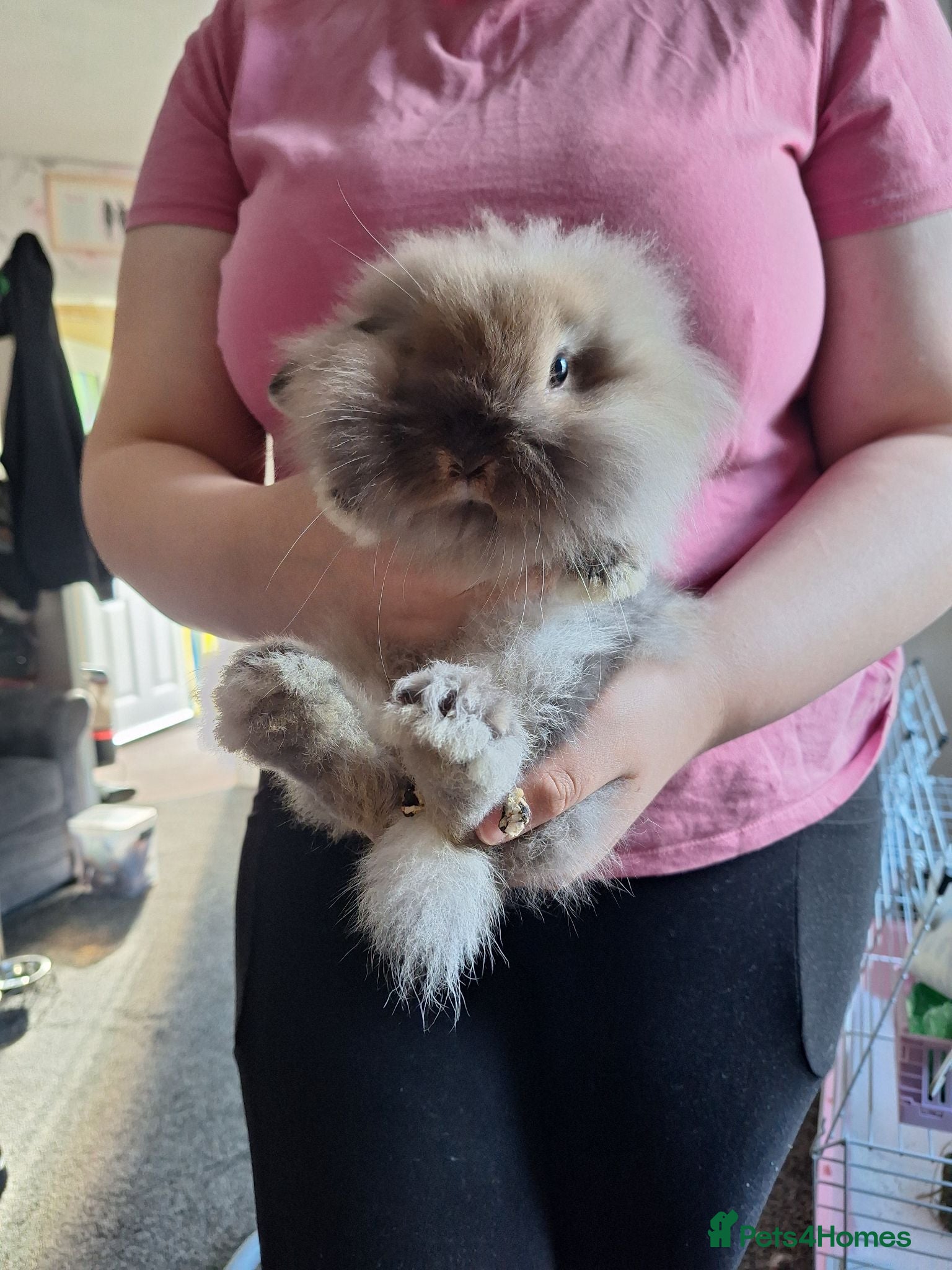 Mini Lion Lop rabbits 12 wk old little girl - Advert 4