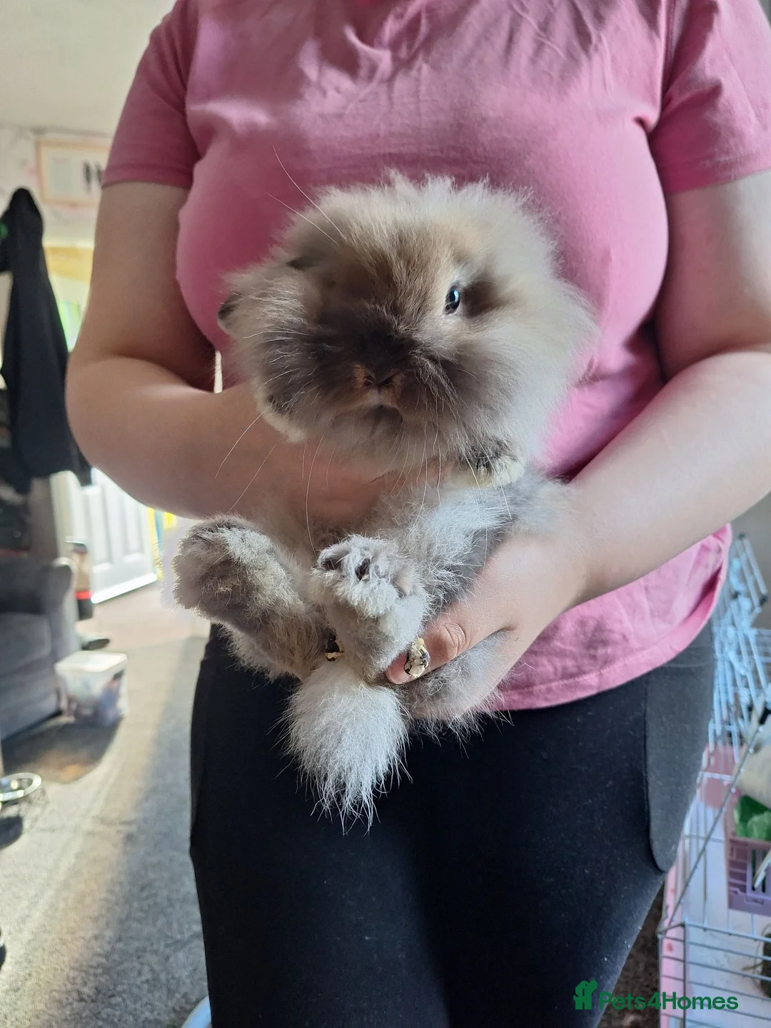 Mini Lion Lop rabbits for sale: 12 wk old little girl - Advert 1