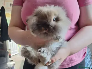 Mini Lion Lop rabbits 12 wk old little girl £30 - Advert 1