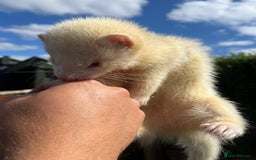 Ferret rodents for sale: 3 X FREE HOB KITS - Image 2