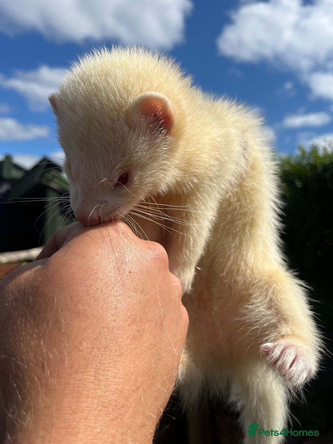 Ferret rodents for sale: 3 X FREE HOB KITS - Image 2