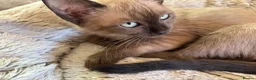 Tonkinese cats for sale: Exquisite Tonkdolls - Advert 9