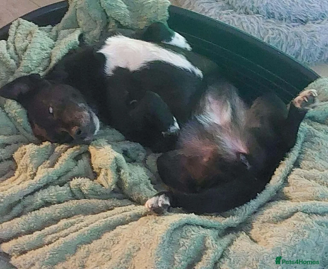 Mixed Breed dogs for adoption: 💕 Bramble - Advert 3