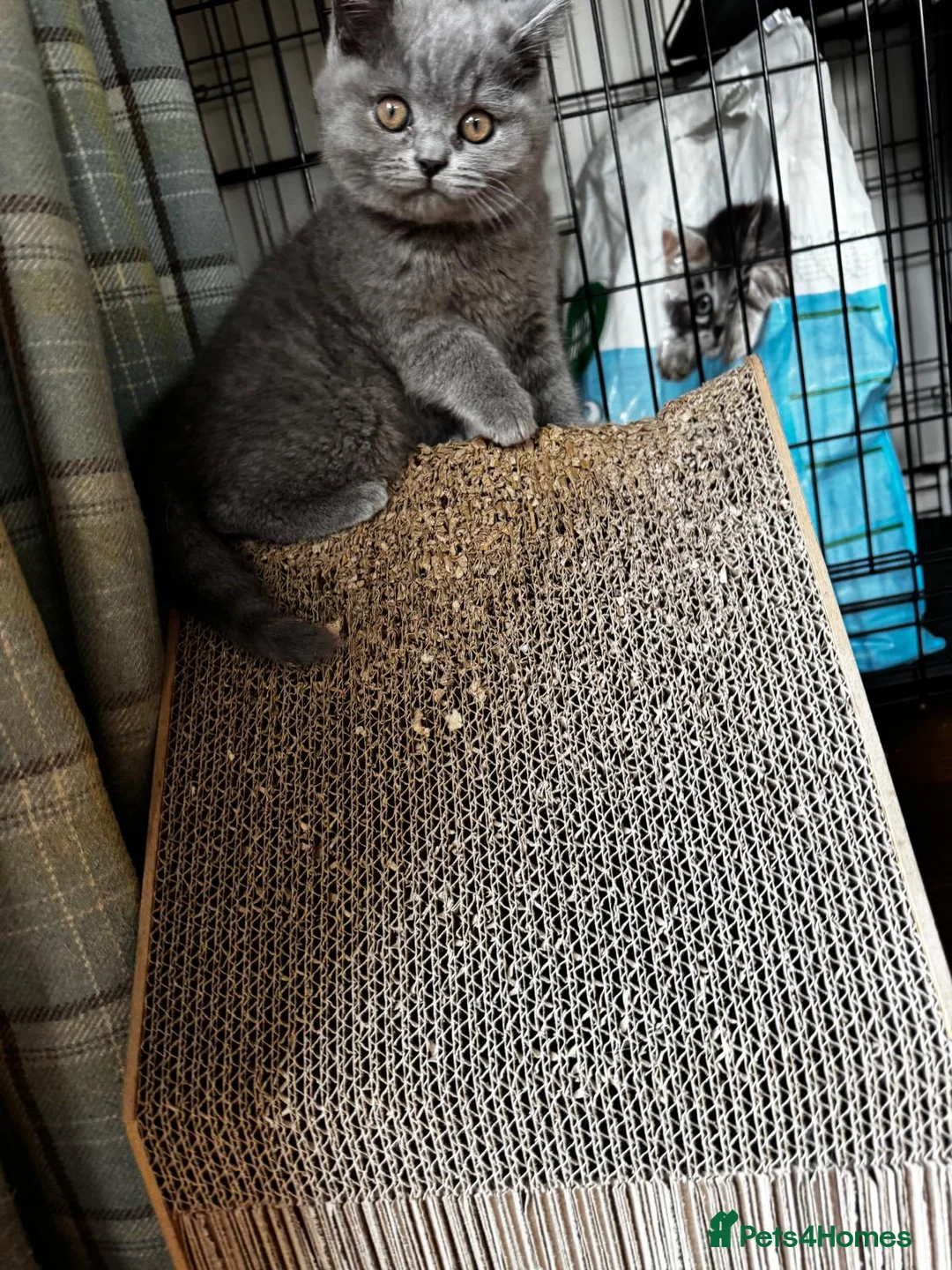 British Shorthair cats for sale: Pedigree British Shorthair Kittens - Advert 2