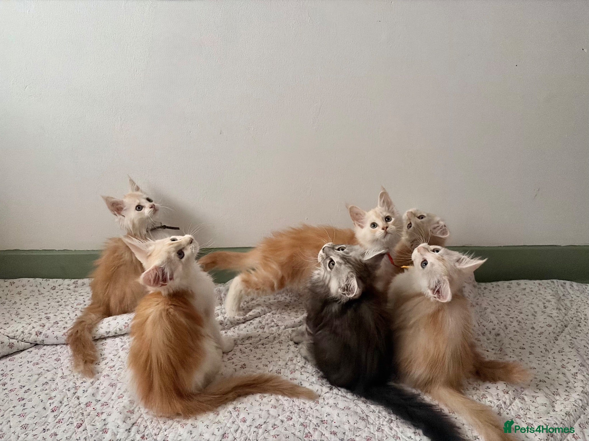Maine Coon cats Polydactyl Full Maine Coon Kittens - Advert 1