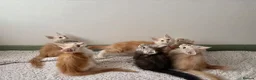 Maine Coon cats for sale: Polydactyl Full Maine Coon Kittens - Advert 1
