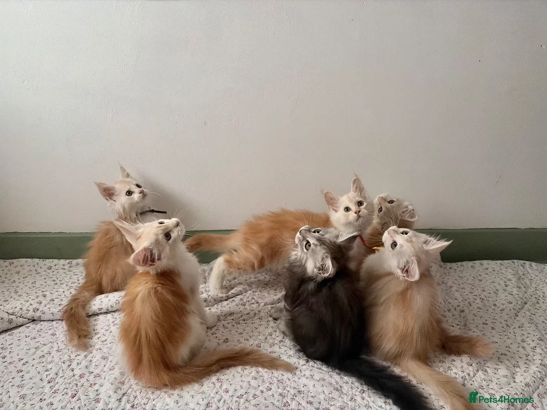 Maine Coon cats for sale: Polydactyl Full Maine Coon Kittens - Advert 1