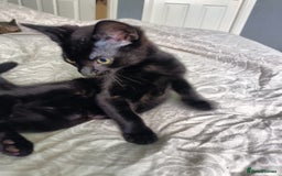 Mixed Breed cats for sale: 🐾 READY FOR THEIR FOREVER HOME🐾 - Image 4