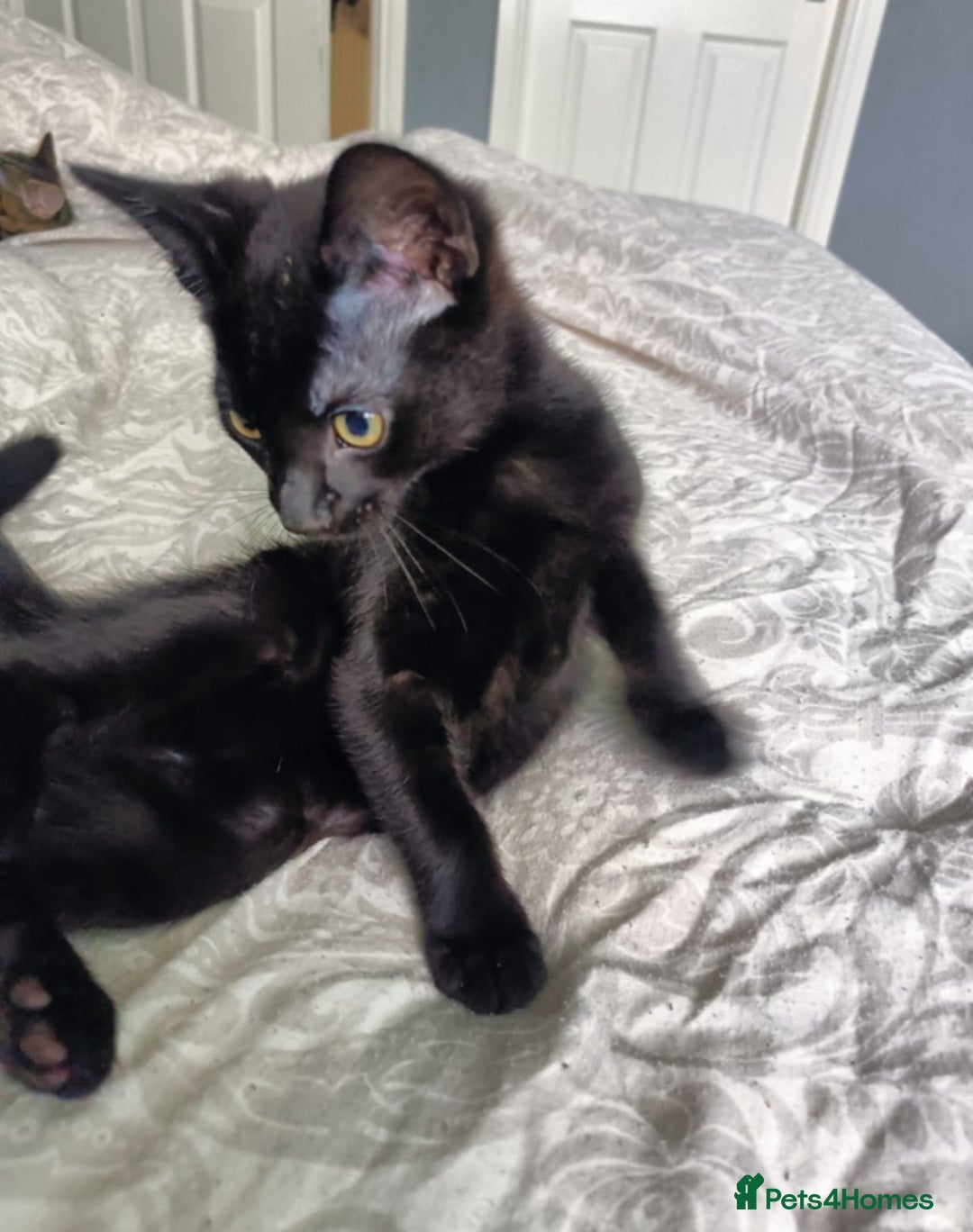 Mixed Breed cats for sale: 🐾 READY FOR THEIR FOREVER HOME🐾 - Image 4