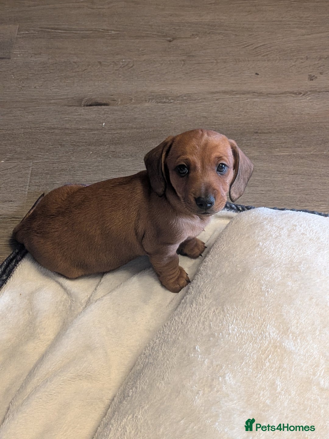Dachshund dogs for sale: Dachshund puppies  - Advert 22