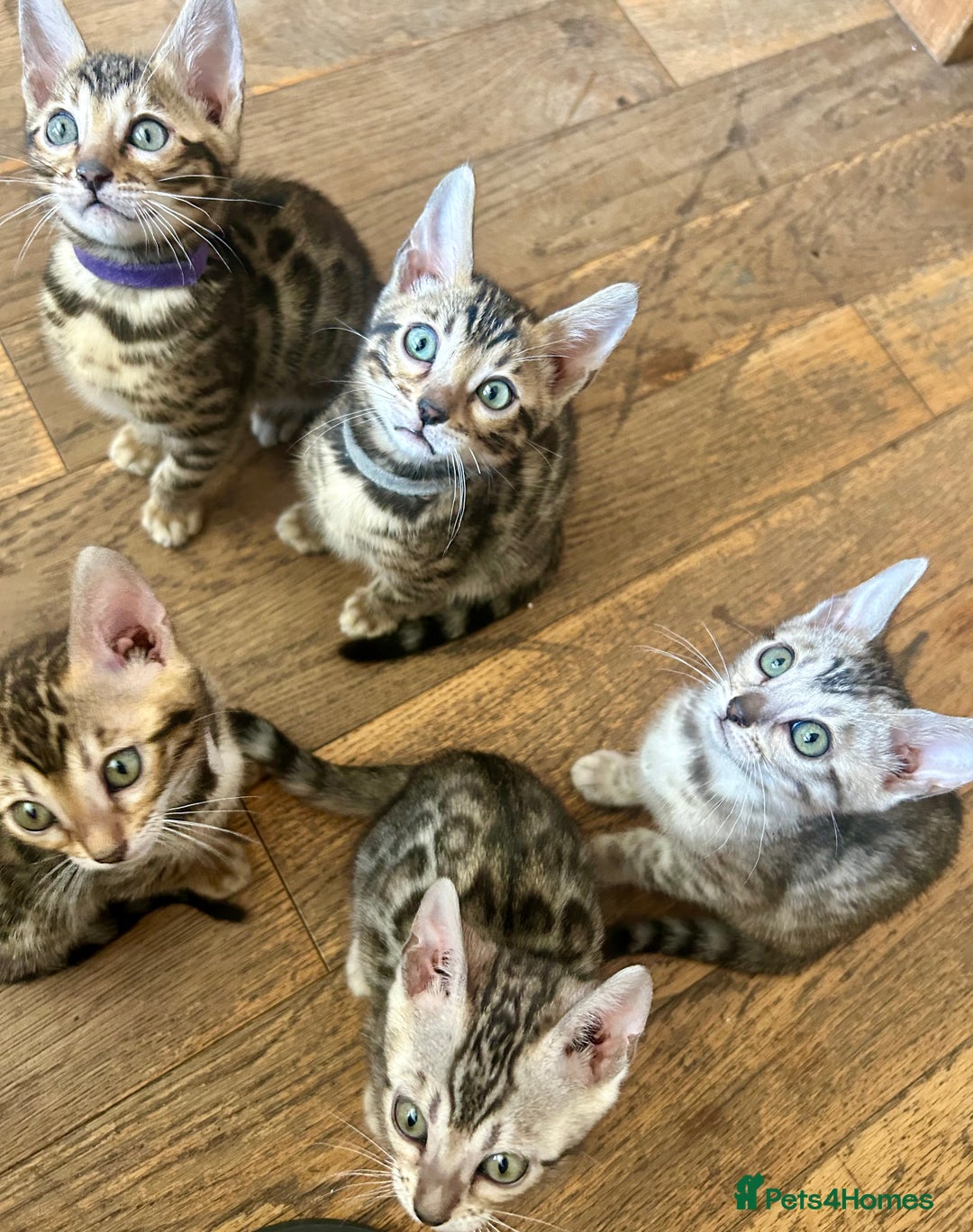 Bengal cats for sale: 5 Stunning Bengal girls ready for their new homes - Image 4