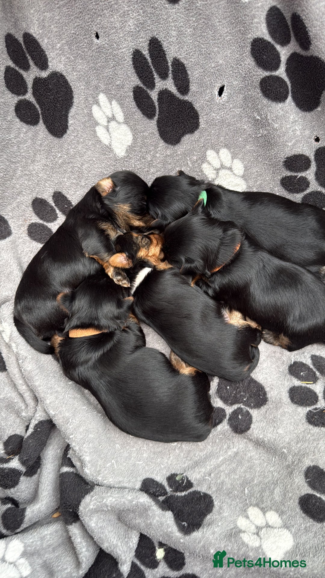 Yorkshire Terrier dogs for sale: Yorkshire terrier puppy  - Advert 20