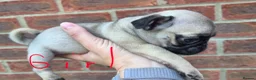 Pug dogs for sale: Pugs Puppies for sale - Advert 7