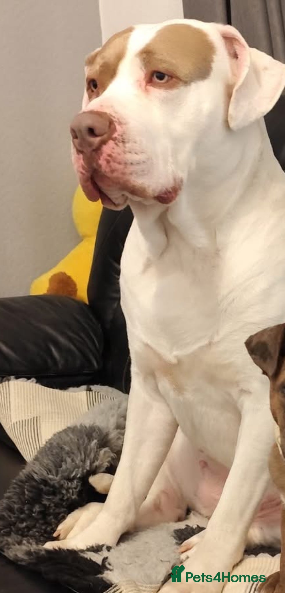 Presa Canario dogs Presa canario  - Advert 2