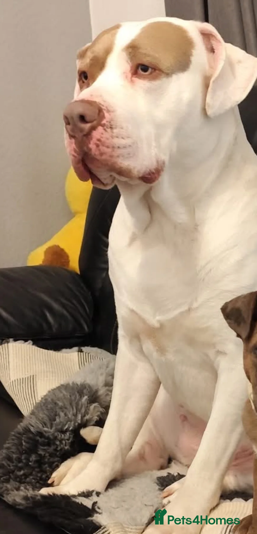 Presa Canario dogs for sale: Presa canario  - Advert 1