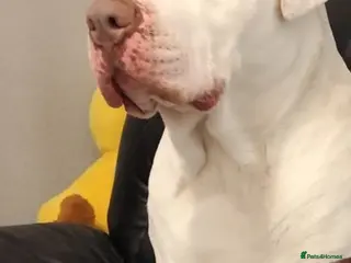 Presa Canario dogs Presa canario - Advert 2