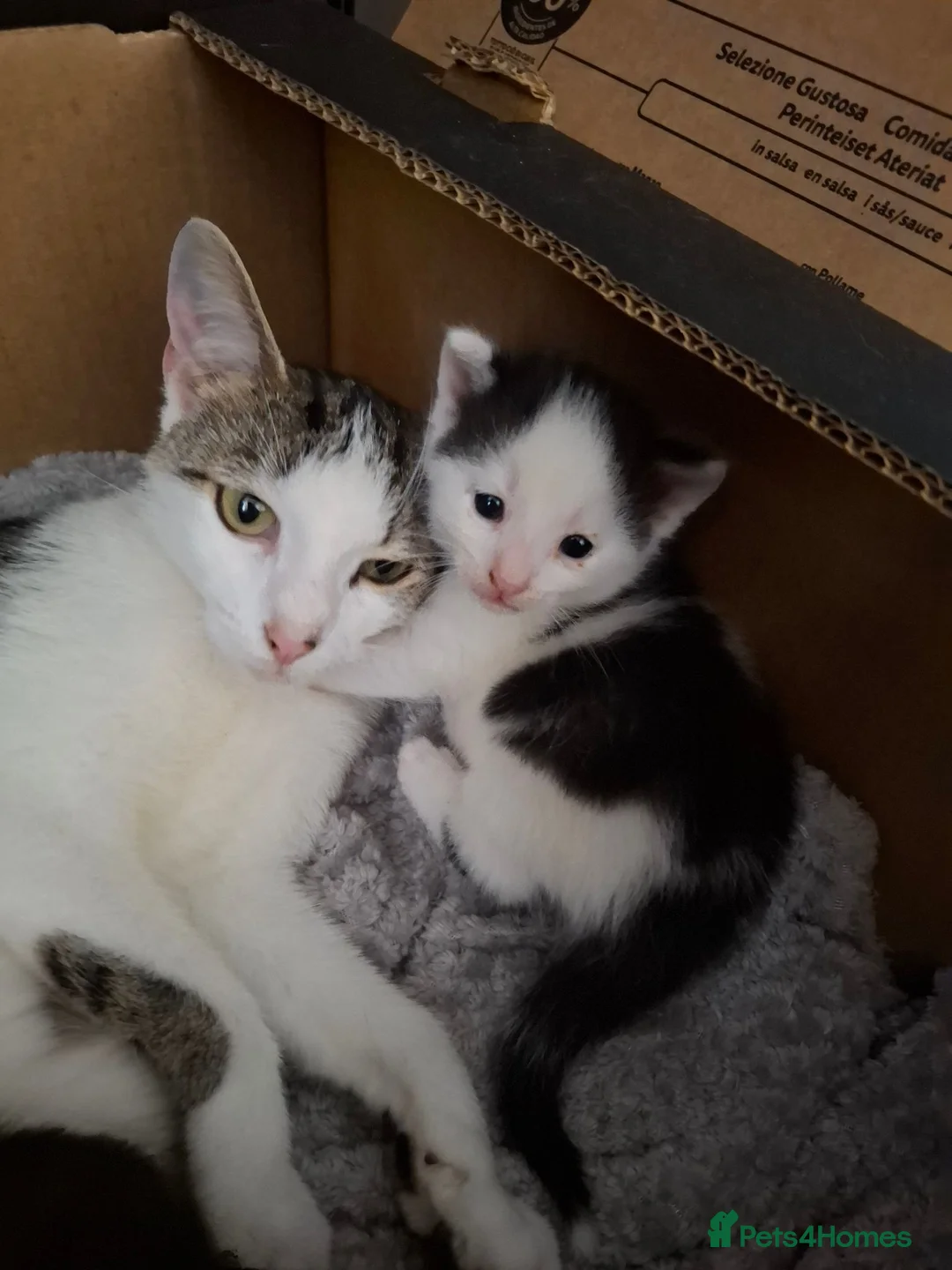 Mixed Breed cats for sale: 3 adorable little boys. in Mountain Ash - Advert 16
