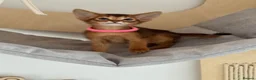 Abyssinian cats for sale: Champion parents amazing kittens  - Advert 20