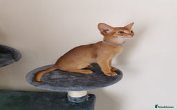 Abyssinian cats for sale: Available NOW 🤩Abyssinian kittens 😍 in Lincoln - Image 18