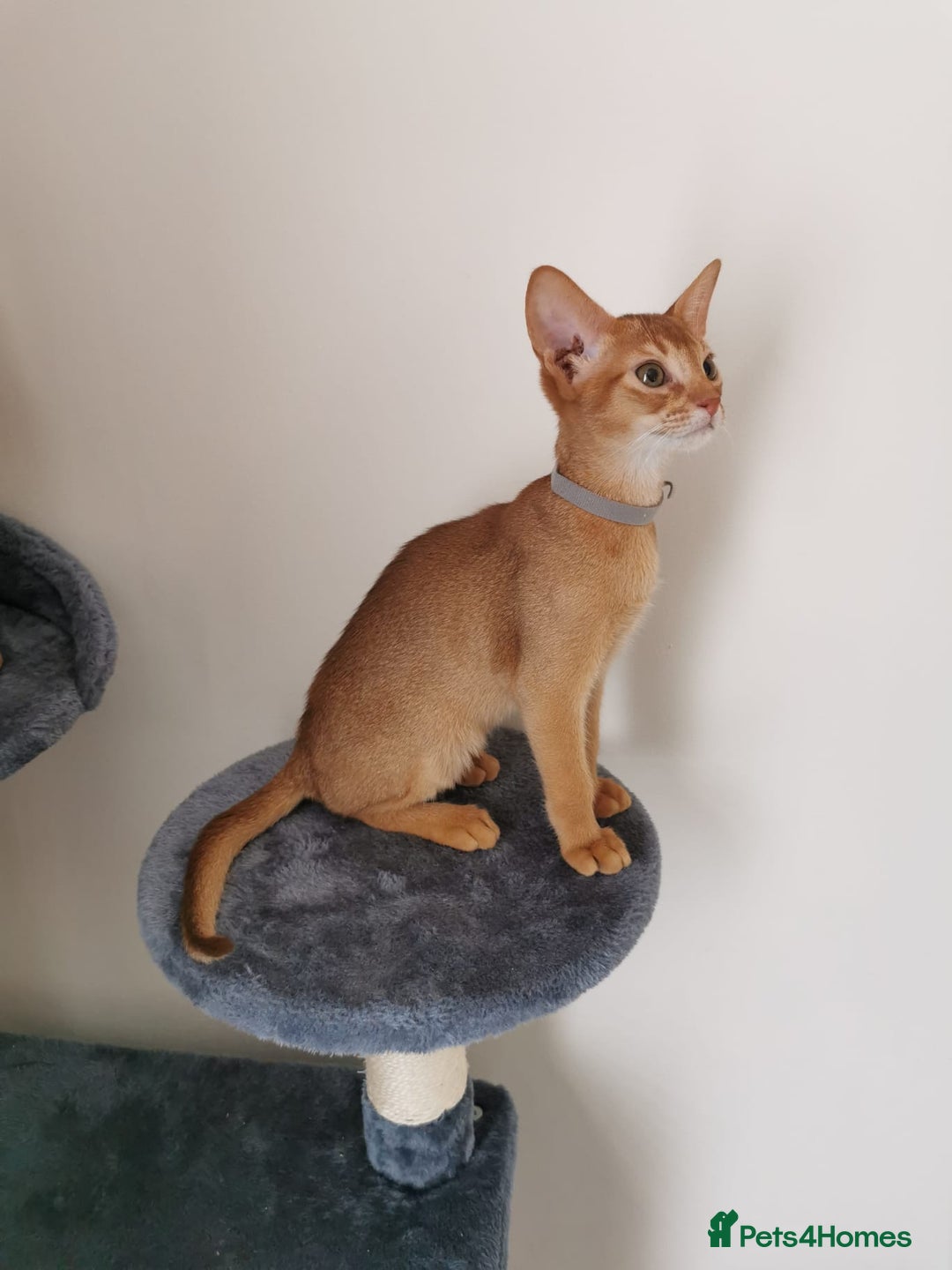 Abyssinian cats for sale: Available NOW 🤩Abyssinian kittens 😍 in Lincoln - Image 18
