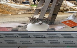 American Shorthair cats for sale: KITTEN FOR SALE IN ENFIELD!!! - Image 4