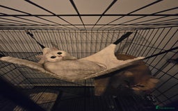 British Shorthair cats for sale: Two very loving friendly BSH sisters  - Advert 6