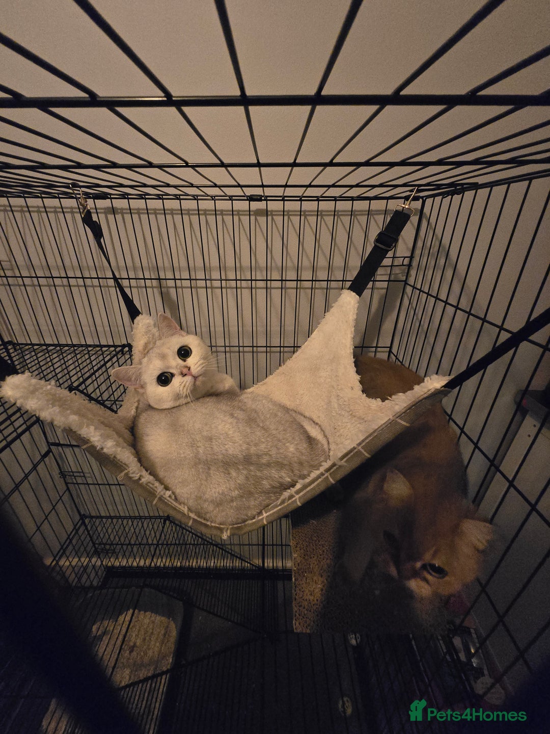 British Shorthair cats for sale: Two very loving friendly BSH sisters  - Advert 6