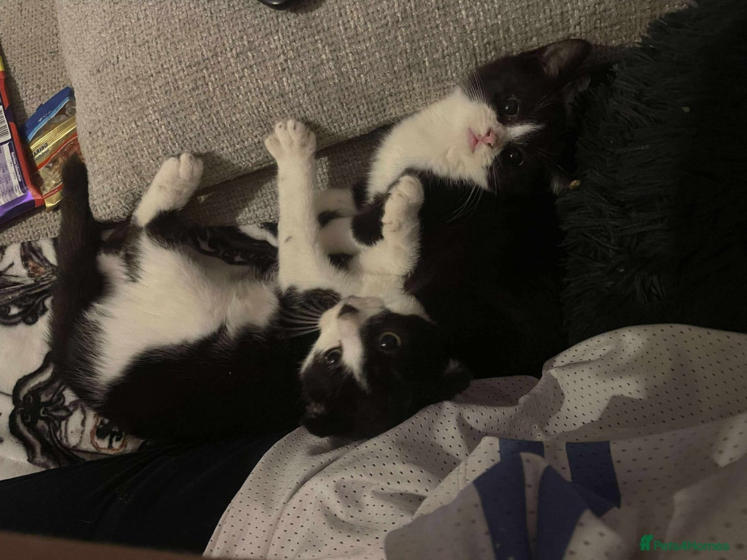 Scottish Fold cats for sale: 4 half Scottish fold kittens - Advert 8