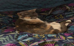 British Shorthair cats for sale: 3 Year Old Peach Calico Female Cat - Image 5