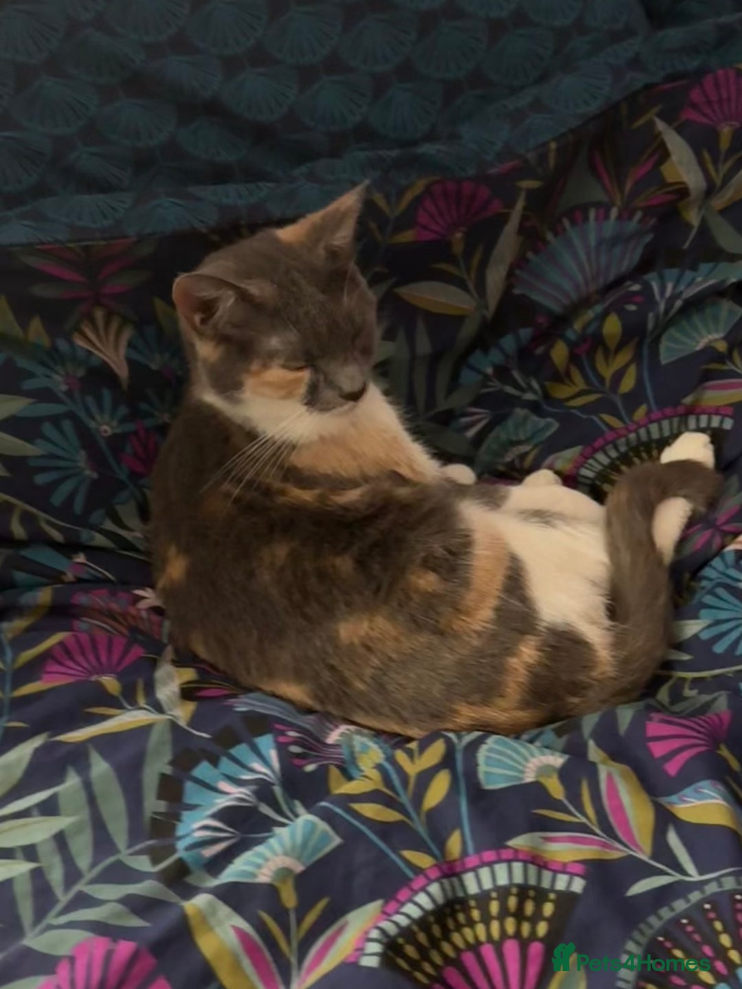 British Shorthair cats for sale: 3 Year Old Peach Calico Female Cat - Image 5
