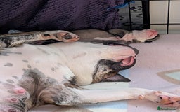 Old Tyme Bulldog dogs for sale: Old tyme bulldog pups  - Image 18