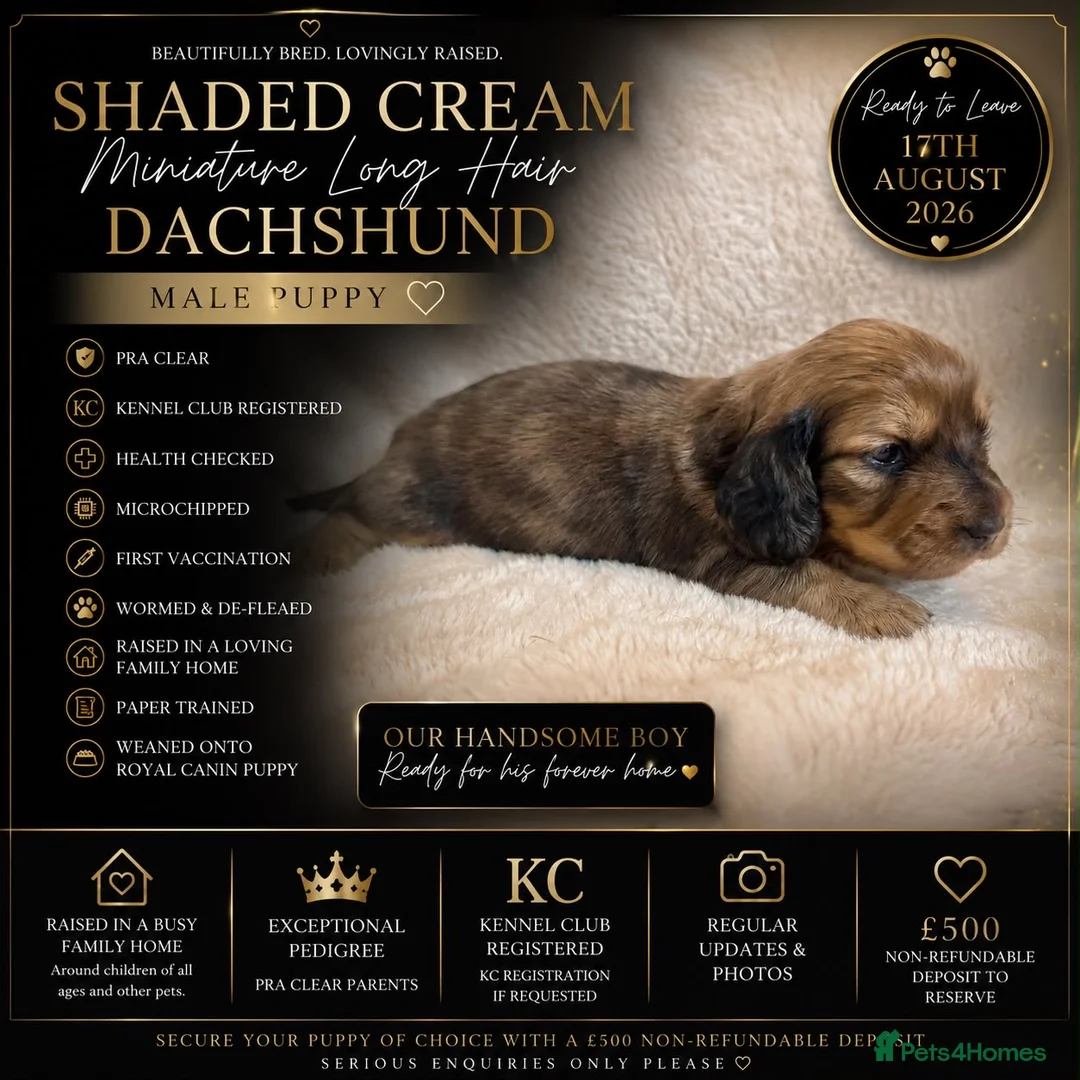 Miniature Dachshund dogs for sale: 3 Beautiful Longhair Miniature Dachshund Puppies - Advert 2