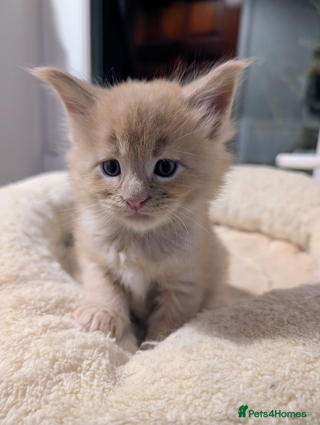 Maine Coon cats for sale: Beautiful Tica Registered Maine Coon Kittens  - Advert 8