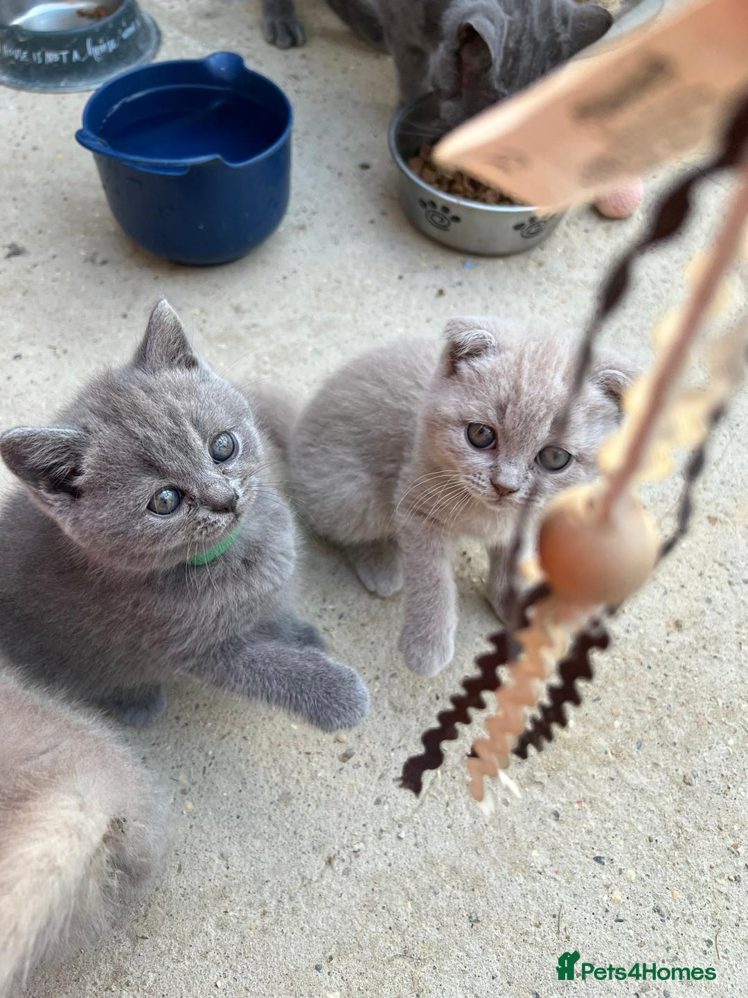 British Shorthair cats for sale: British Shorthair Kitten - Image 3