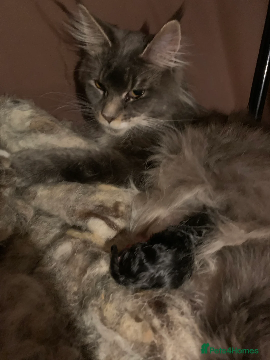 Maine Coon cats for sale: Maine Coon kittens,  - Advert 2